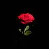 maydabashir